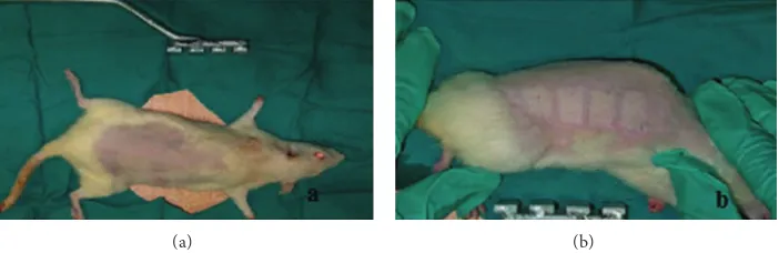 Figure 1: (a) The shaved view of the rats before the burn injury (b) and the view after the burn injury.