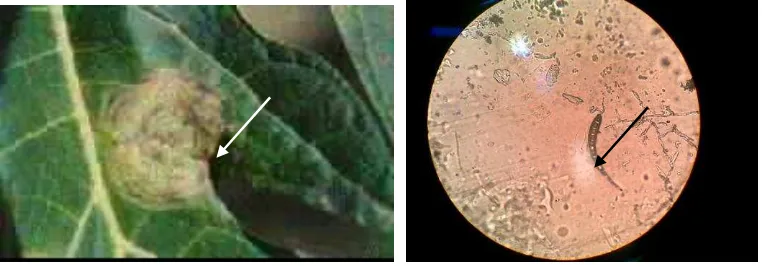 Gambar 2  Gejala bercak daun C. papayae (kiri) dan gambar mikroskopik  C. 