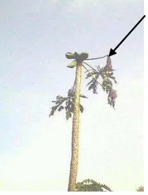 Gambar 3  Gejala penyakit bakteri E. papayae pada pohon pepaya  