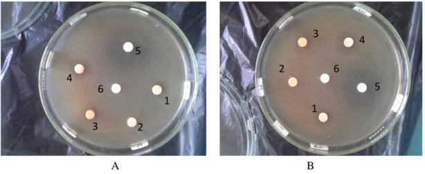 Gambar 1. Hasil uji aktivitas antibakteri Tunikata Polycarpa aurata. terhadap bakteri : (a) Staphylococcus aureus  ATCC 25923 dan (b) Escherichia coli ATCC 9027