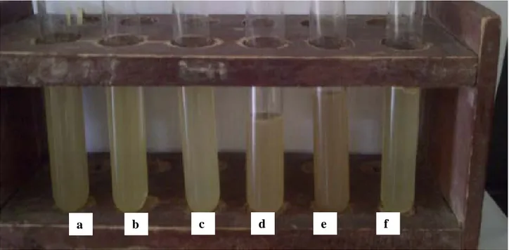 Gambar 1. Kultur yang menunjukkan hasil positif mengandung bakteri pengoksidasi besi dan sulfur   (a) L2B (b) L3K (c) L3B (d) L1B (e) L1K (f) kontrol