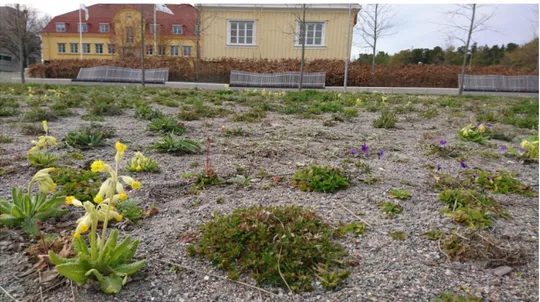 Figur 2. En nyplanterad yta med ängsblommor där det tidigare var en traditionell gräsmatta, som ger  ökad biodiversitet och biologisk mångfald, ett projekt av Ignatieva (Foto: Frida Gissén 2017-05-16)
