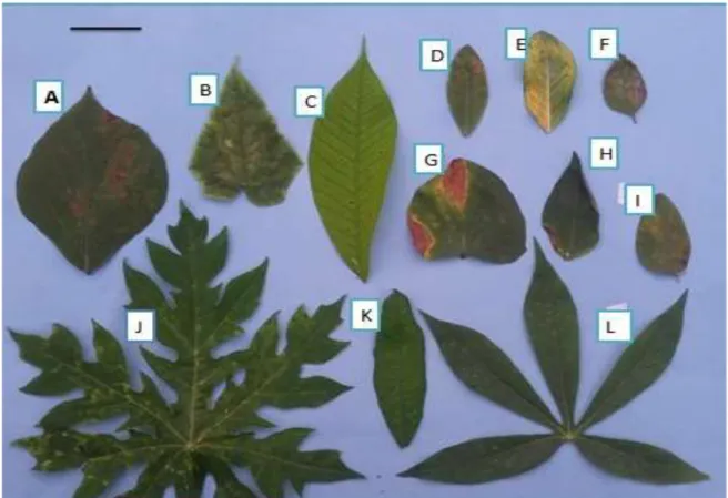 Gambar  2.  Perkembangan  gejala  serangan   Corynespora    pada  daun  tanaman  mentimun (a, b, c, d, e, f) 