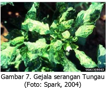 Gambar 7. Gejala serangan Tungau (Foto: Spark, 2004) 