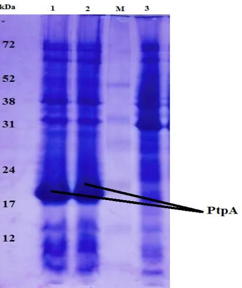 Gambar 1. Gel hasil SDS-PAGE, ekspresi PtpA dalam E. coli1&2: ekstrak kasar PtpA. Lajur M: marker protein