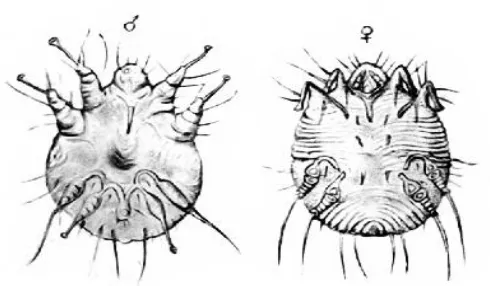 Gambar 2.2 Morfologi sarcoptes scabiei (Siregar, 2012) 
