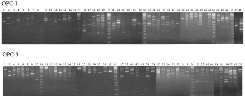 Gambar 1. Hasil amplifikasi 15 sampel DNA Ganoderma Spp. menggunakan primer OPC 01. 1-45: nomor sampel Ganoderma dari berbagai wilayah di Indonesia