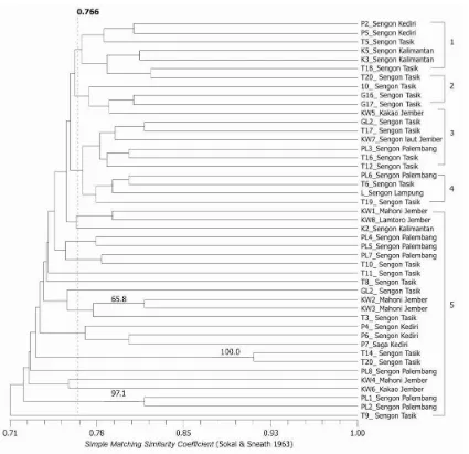 Gambar 2.  Dendogram 45 sampel Ganoderma spp. yang berasosiasi dengan beberapa jenis pohon (sengon, mahoni, lamtoro dan kakao) dari berbagai wilayah di Indonesia berdasarkan metode UPGMA menggunakan sepuluh primer