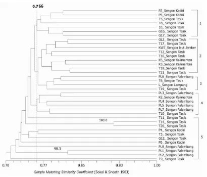 Gambar 3.  Dendogram 37 sampel Ganoderma spp. yang berasosiasi dengan pohon sengon dari berbagai wilayah di Indonesia berdasarkan metode UPGMA  menggunakan sepuluh primer