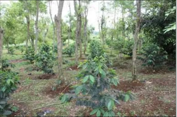 Tabel 2. Komponen pertumbuhan dan kadar nitrogen dalam daun dua spesies kopi pada berbagai tingkat naungan 