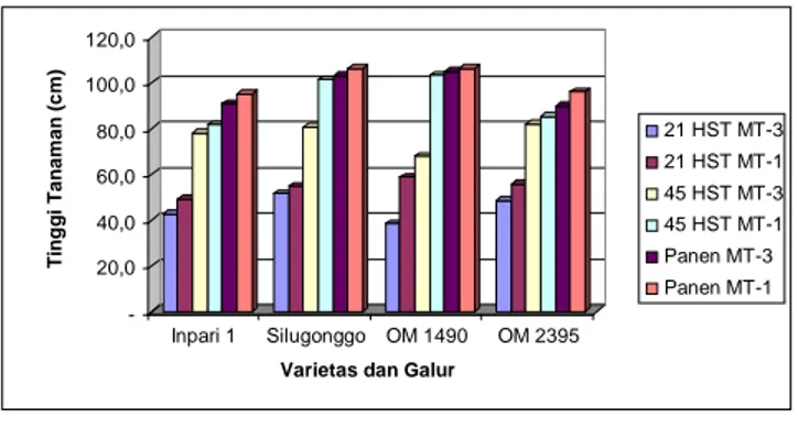 Gambar 3. Perbandingan  tinggi  tanaman  padi  varietas  Inpari  1,  Silugonggo,  galur  OM  1490  dan  OM  2395  pada  MT-3  2009  dan  MT-1 2009/2010 