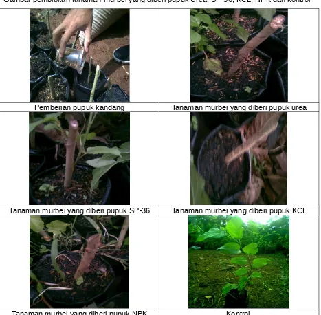 Gambar pembibitan tanaman murbei yang diberi pupuk Urea, SP-36, KCL, NPK dan kontrol