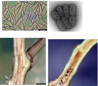 gambar 6. Fusarium