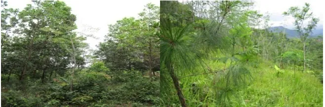 Gambar 2, (a) Tanaman pengisi mindi (Melia azedarach) pada tegakan A. mangium (b) dan tanaman pengisi pada tegakan P
