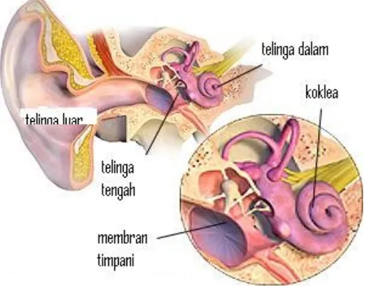 Gambar struktur telinga :
