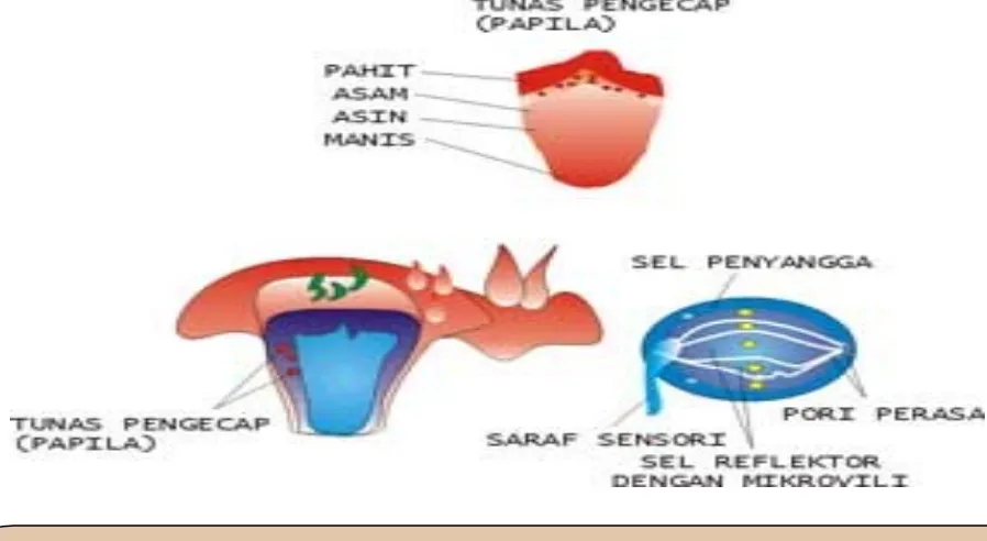 Gambar struktur lidah