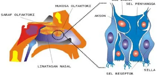 Gambar struktur indra pembau 