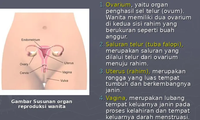 Gambar Susunan organ Gambar Susunan organ reproduksi wanitareproduksi wanita