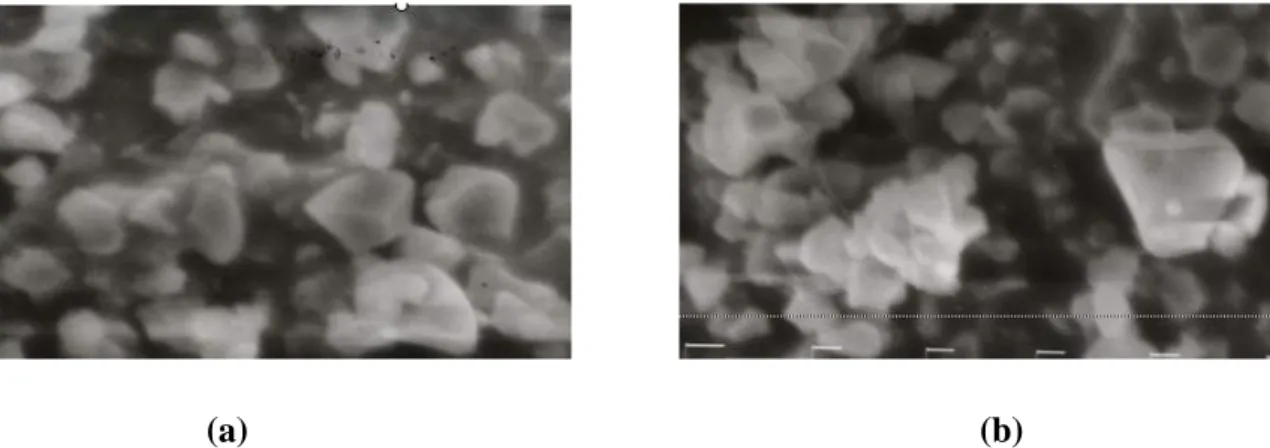 Gambar  1. Bentuk granula pati gembili alami (a) dan  granula pati gembili modifikasi  secara ikatan silang (b)  (pembesaran 1500 x) 
