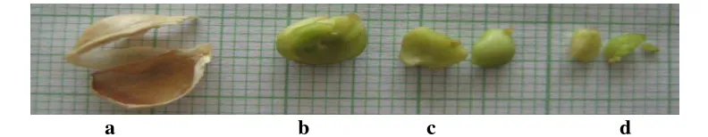 Gambar 3.4.3 Bagian-bagian biji; a. Spermodermis (Testa dan Tegmen); b. Inti 