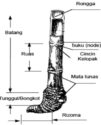 Gambar 2.2.  Morfologi Buluh Bambu (Widjaja, 2001).              