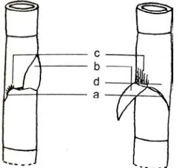 Gambar 2.3. Bagian-Bagian Pelepah Buluh; a) Cuping pelepah buluh, b)  Daun pelepah buluh, c) Bulu kejur, d) Ligula  (Widjaja, 