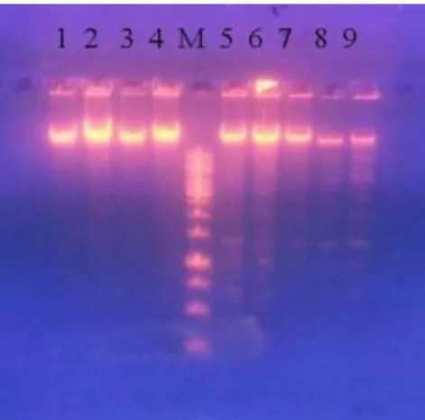 Gambar 3. Hasil Restriksi DNA dengan   EcoRI 