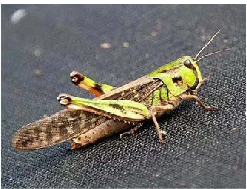 Gambar 2. Locusta migratoria