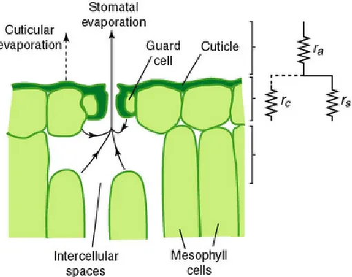 Gambar 3. Boundary Layer