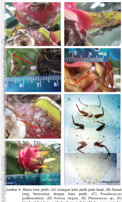Gambar 6  Hama kutu putih: (A) serangan kutu putih pada buah, (B) Semut yang berasosiasi dengan kutu putih, (C) Pseudococcus jackbeardsleyi, (D) Ferisia virgata, (E) Planococcus sp., (F) Gejala akibat kutu putih, buah menjadi kerdil dan mengerut, dan (G) P
