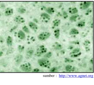 Gambar 06  Virus  Patogen serangga 