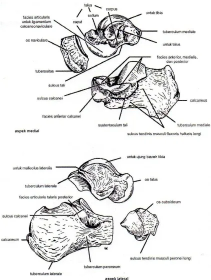 Gambar 2.2  Ossa calcaneus, talus, naviculare, dan cuboideum Sumber : Richard S. Snell, 2006  