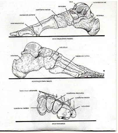 Gambar 2.3 Tulang-tulang yang menyusun arcus longitudinalis medialis, arcus longitudinalis lateralis, dan arcus transverses pedis dextra