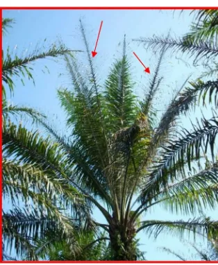 Gambar 2. Daun-daun kelapa sawit melidi karena habis dimakan ulat apiSumber: Laboratorium Lapangan BBP2TP Medan (2011).