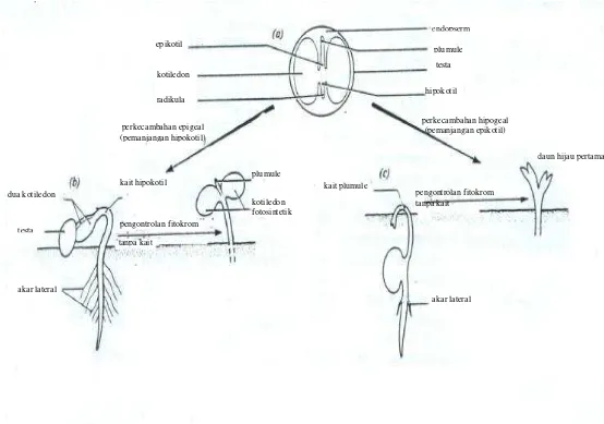 Gambar 7.2. Struktur biji dikotil (a), perkecambahan  epigeal (b), dan perkecambahan  hipogeal  (c) (Green et al., 1986) 