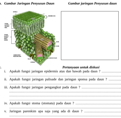 Gambar jaringan Penyusun daun