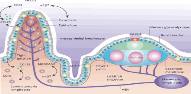 Gambar 3 . Skematik organ limfoid dalam sistem pertahanan saluran usus.Jalur masuk antigen dapat melalui M  Cell yang berintegrasi dengan IELs dan dilanjutkan dengan fasilitasi antigen untuk selanjutnya dibawa di  Peyer’s patches (PP) dan mesenteric  lymph