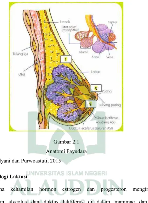 Gambar 2.1  Anatomi Payudara  Sumber: Walyani dan Purwoastuti, 2015 