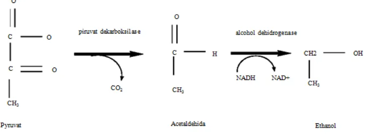 Gambar 2.2 Reaksi pengubahan piruvat menjadi alcohol [1]. 