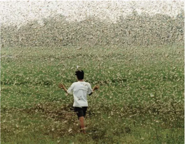 Figure 2.4: A farmer caught in a huge locust swarm. Source: http: