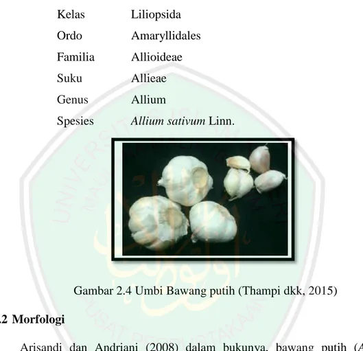 Gambar 2.4 Umbi Bawang putih (Thampi dkk, 2015)  2.4.2 Morfologi  