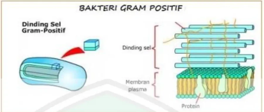 Gambar 2.7 Struktur dinding sel bakteri gram negatif ( Kayser, 2005). 