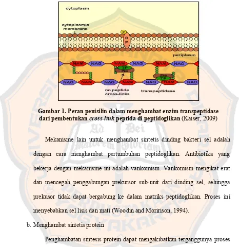 Gambar 1. Peran penisilin dalam menghambat enzim transpeptidase  