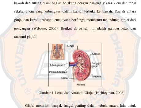 Gambar 1. Letak dan Anatomi Ginjal (Highleyman, 2008)