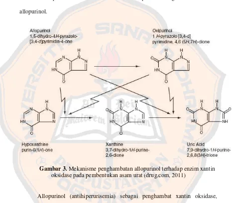 Gambar 3. Mekanisme penghambatan allopurinol terhadap enzim xantin