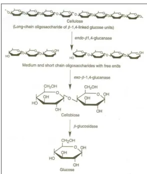 Gambar  4  menunjukkan  mekanisme  degradasi selulosa. Menurut Lynd et al. 
