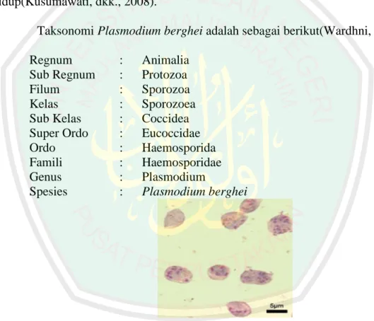 Gambar 2.3 Plasmodium berghei (Anonim, 2011) 