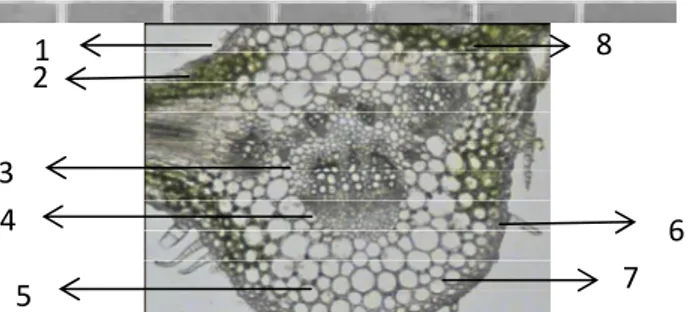 Gambar 1. Hasil Pengamatan Makroskopis Daun  Kirinyuh (Chromolaena odorata) 