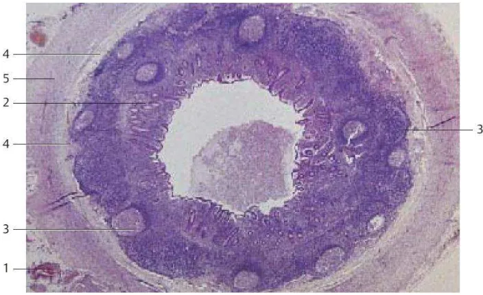 Gambar 2.3 Histologi Apendiks dengan pewarnaan Hematoxylin-Eosin(1) (4) Tela submucosa