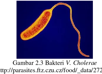 Gambar 2.3 Bakteri  V. Cholerae 